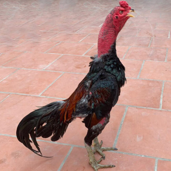 Tía Mật (Tía nhệm) Tía Mật (Tía nhệm)